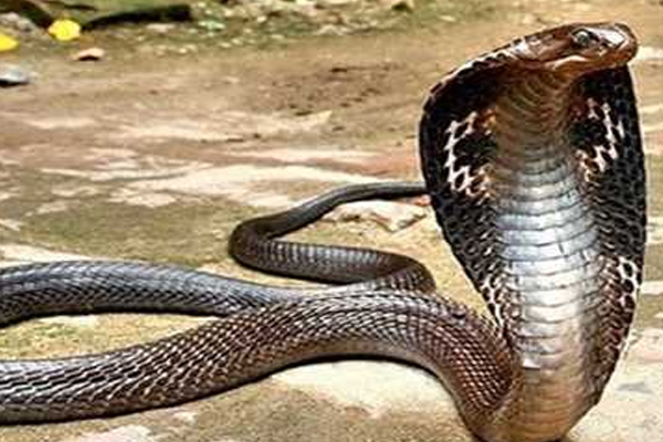 1555486149 snake6