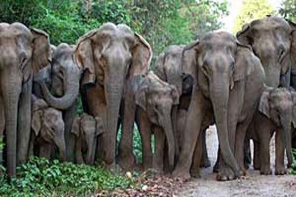 1555486793 hathi