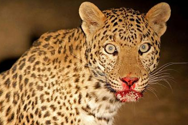 1555508706 leopard attack
