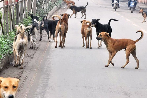 1555514720 dogs