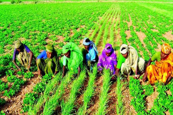 1555516612 farmers