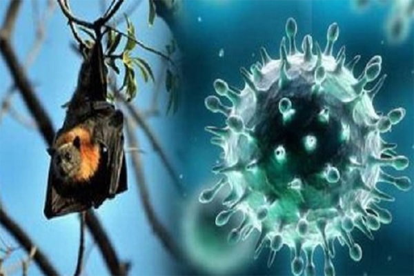1555519757 nipah600