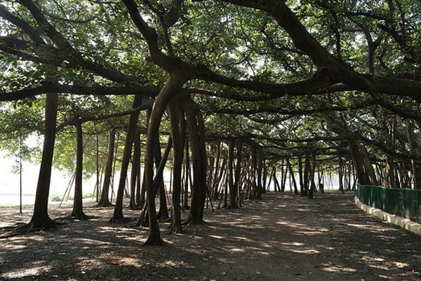 1555519959 jungle tree7