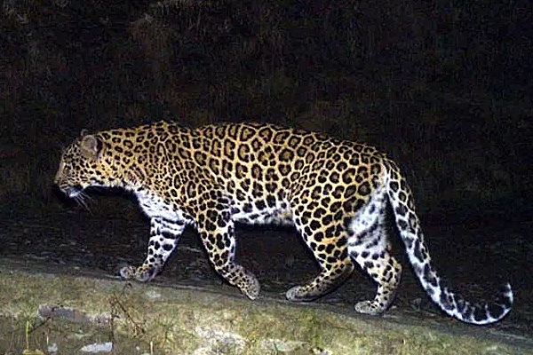 1555521221 leopard