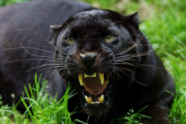 1555735207 panther2