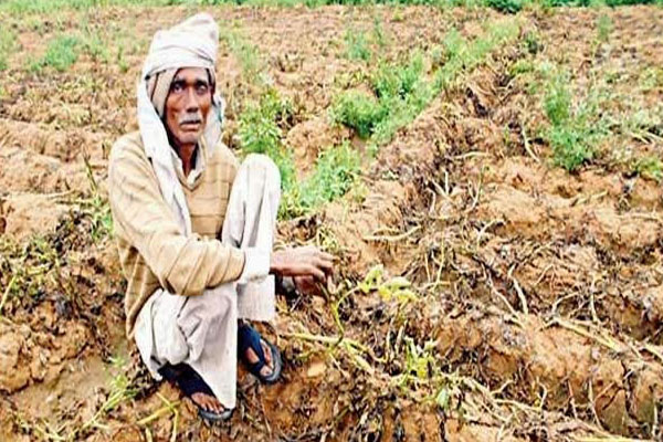 1555735319 farmer