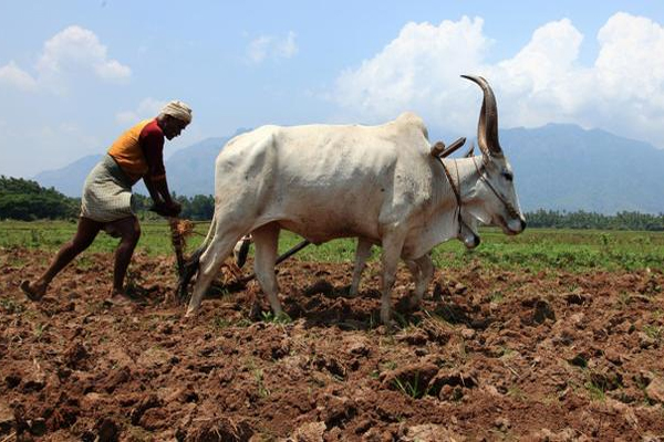 1555735425 farmer haryana