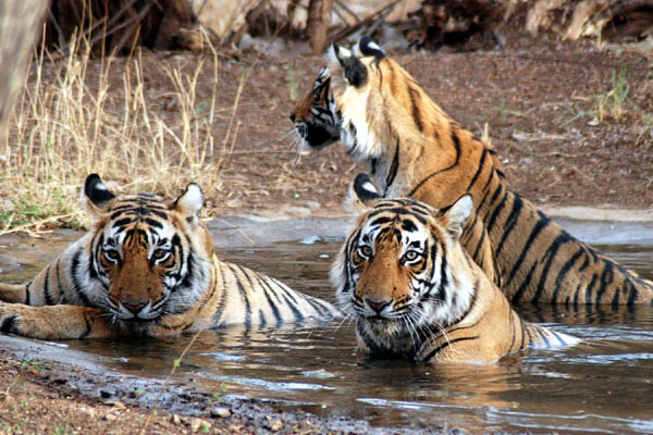 1555735675 tiger