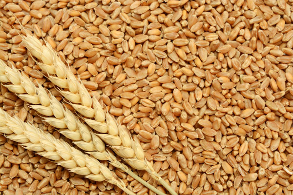1555743460 wheat