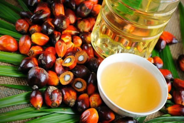 1555748689 palm oil