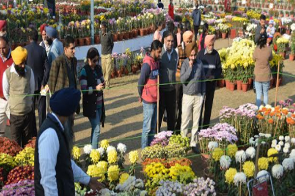 1555763321 chrysanthemum show