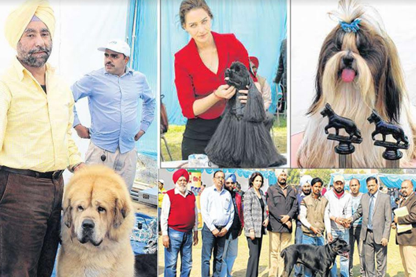 1555765025 dog championship