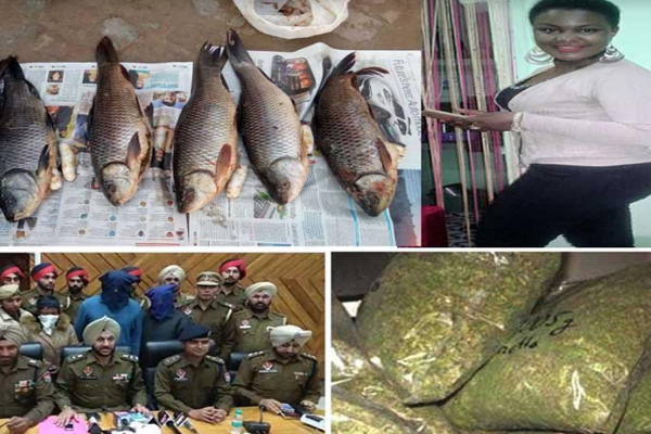 1555765149 fish ganja smuggler