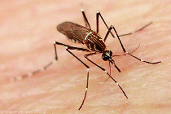 1555766765 dengue1