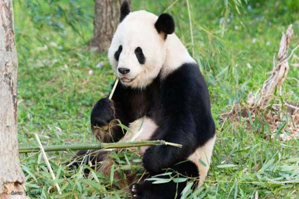 1555768173 panda