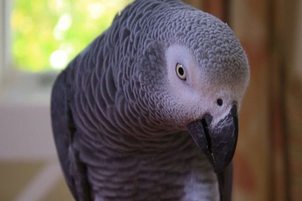 1555917447 parrot