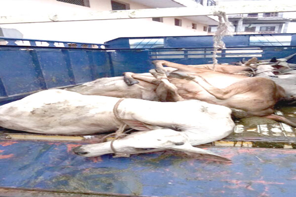 1556012779 cow smaglur