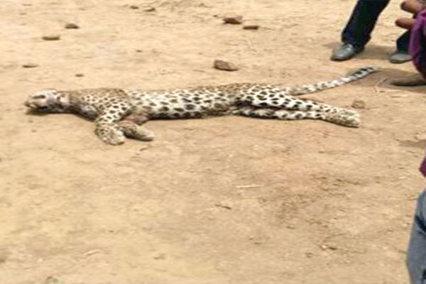 1556014835 leopard
