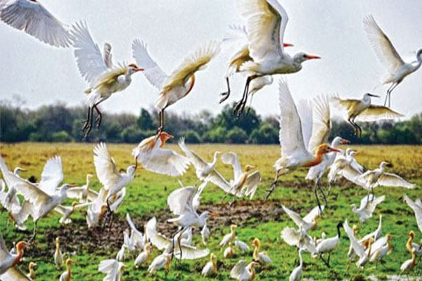 1556029781 bird connection