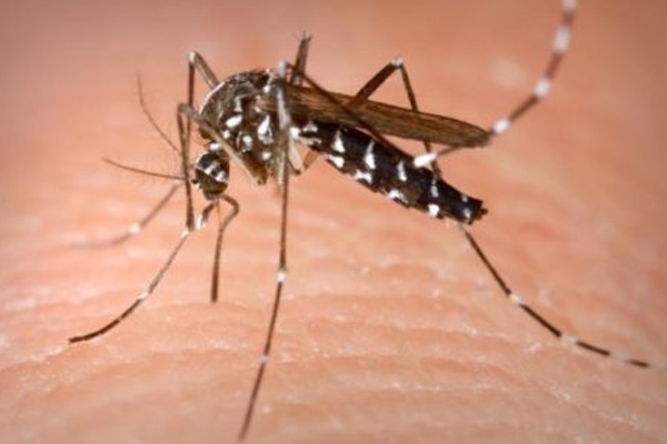 1556030056 dengue