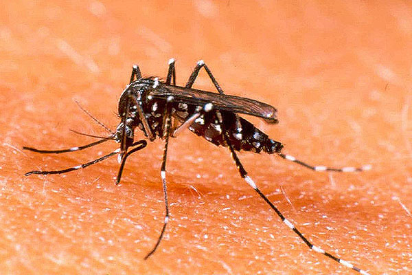 1556030146 chikungunya and dengue infection