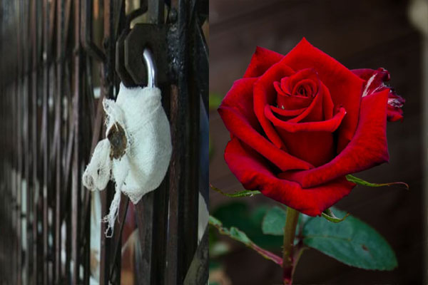 1556030495 sealing rose