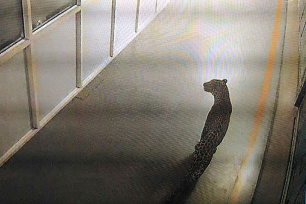 1556089012 leopard