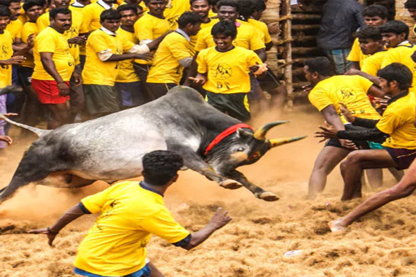 1556091849 jalikattu