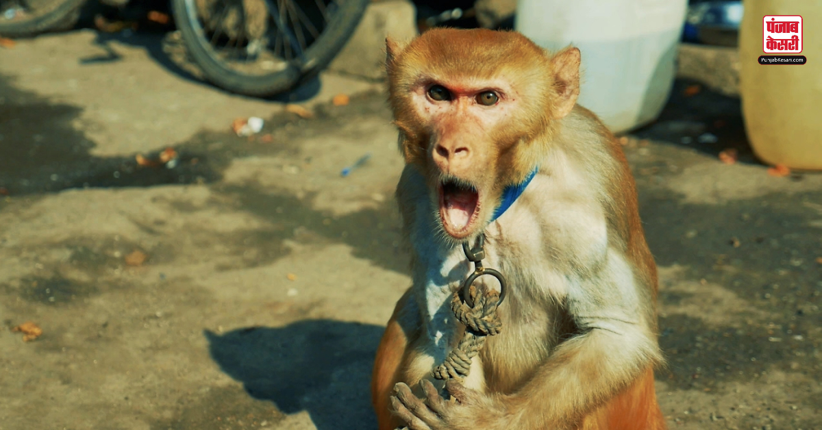 Monkey Poison Packet