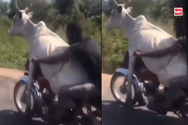 Man Riding Bull