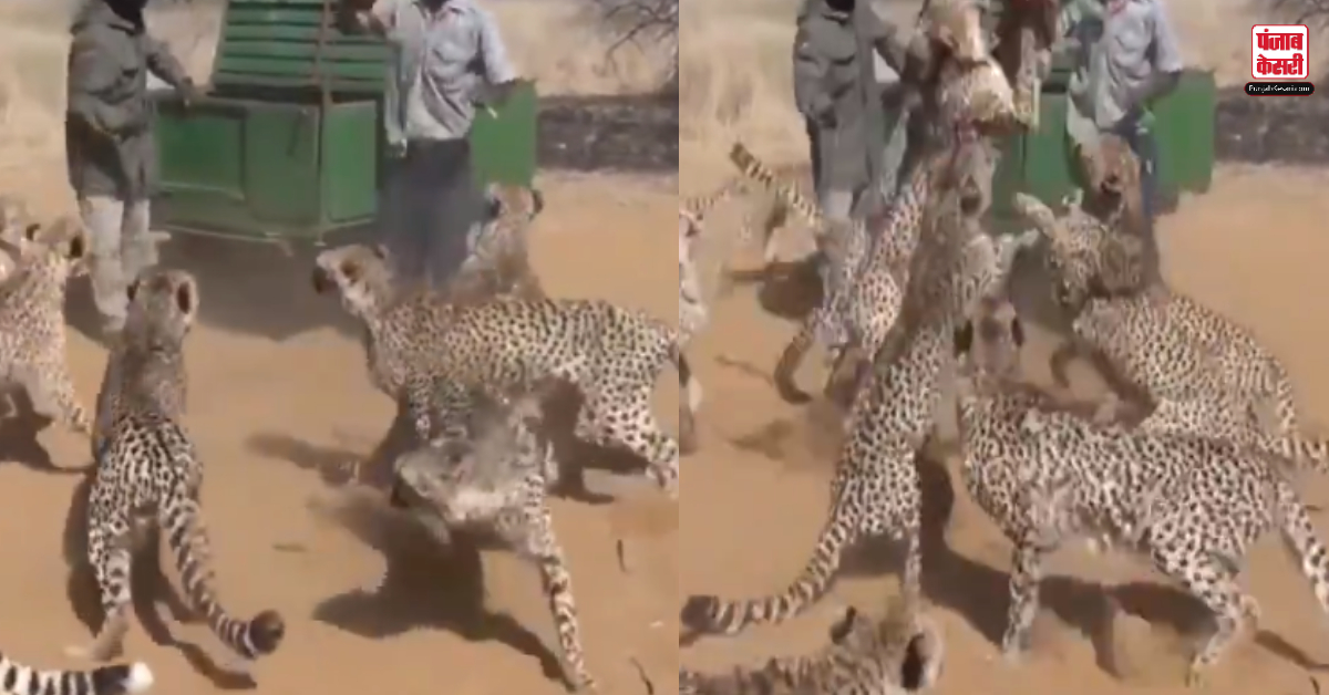 Dangerous Cheetah Job: