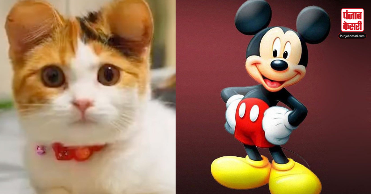 plastic surgery for pets