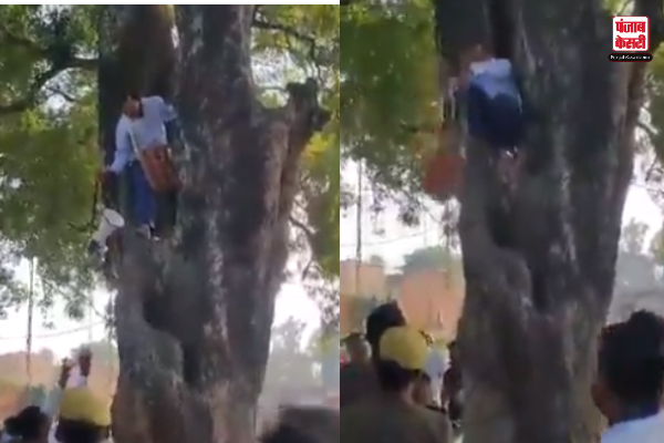 BJP Leader Climbed A Tree Video