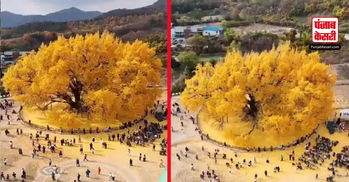 800 Years Old Ginkgo Tree