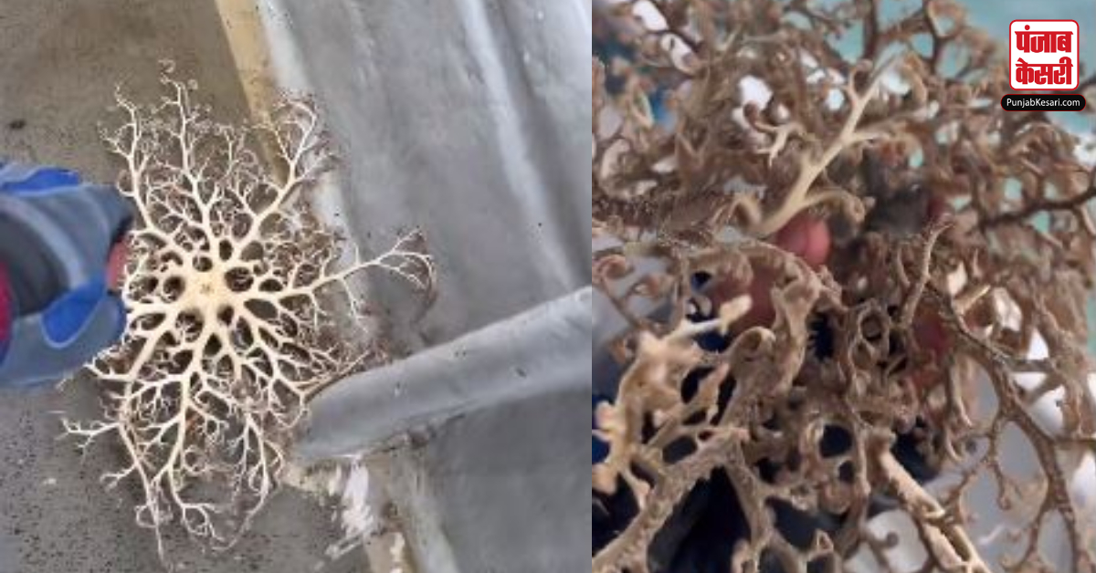 Basket stars