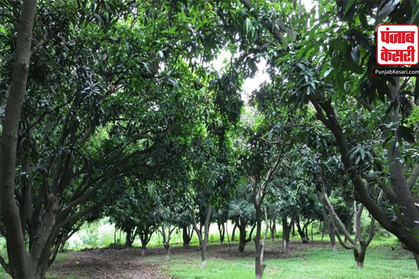 neem copy