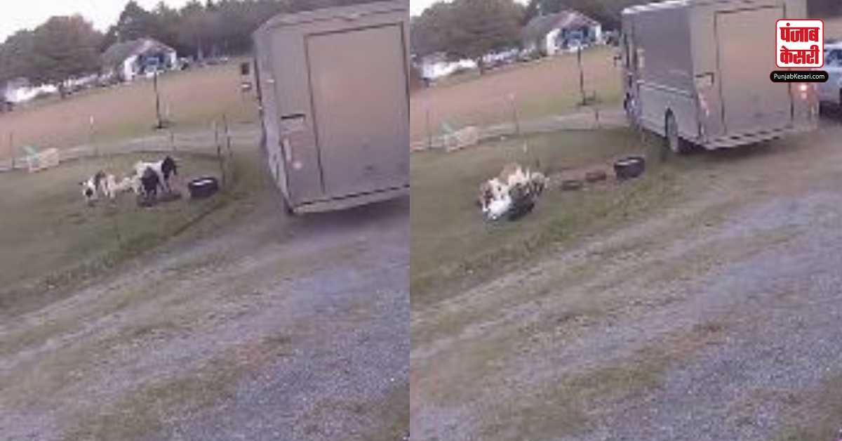 Goat funny video