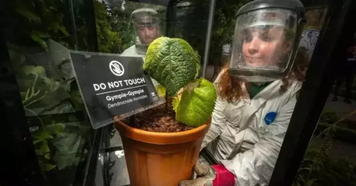 Viral Suicide Plant