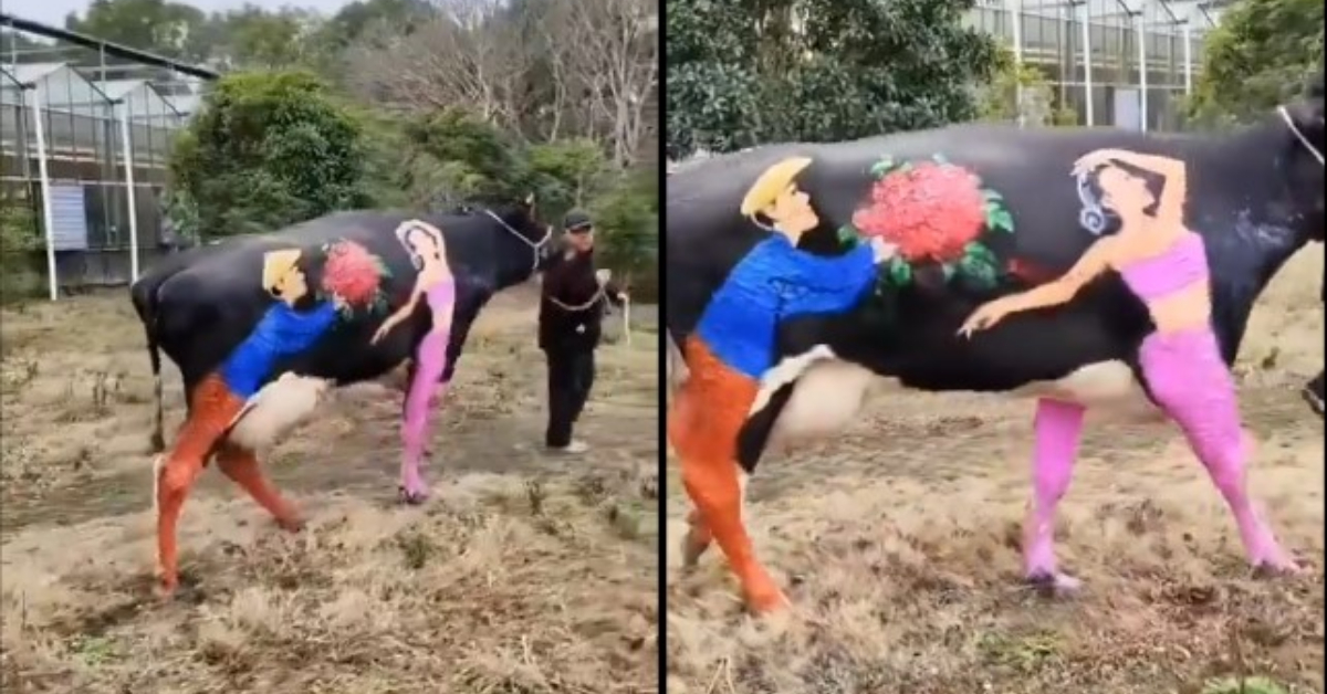 Valentines Viral Cow Video