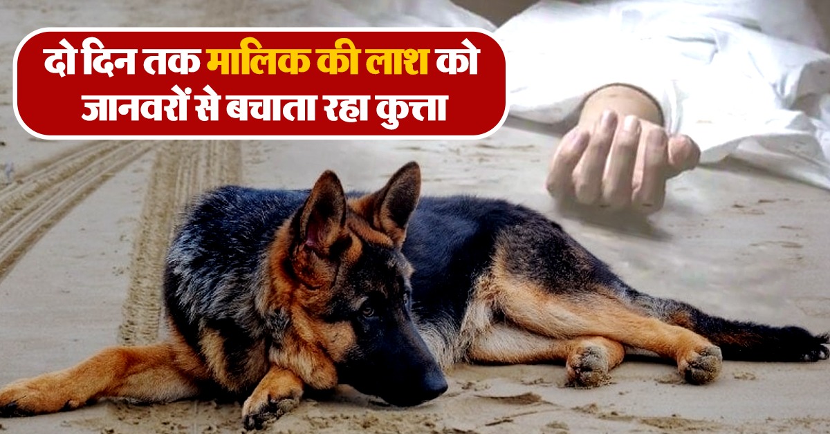 loyal dog protecting owner dead body from wild animals