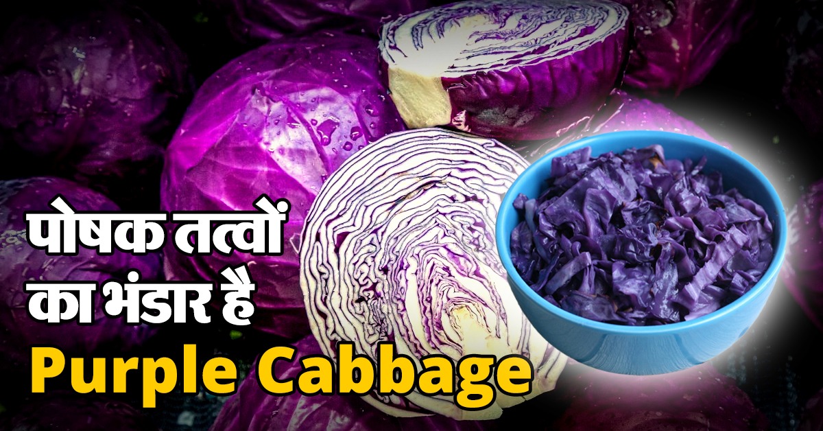 Purple Cabbage