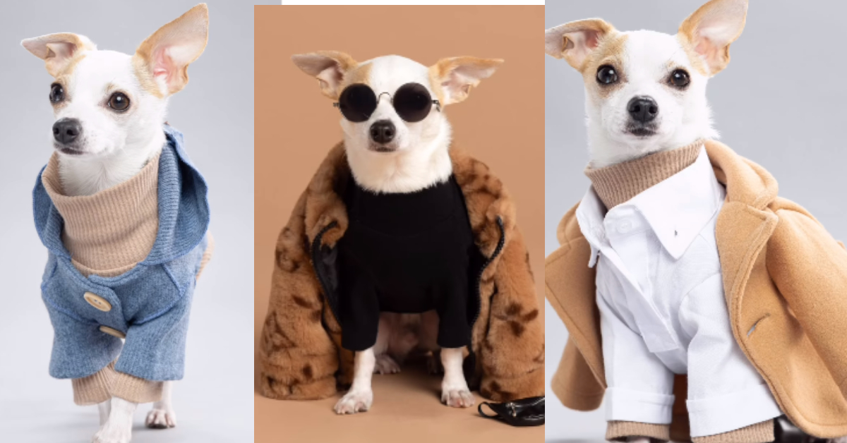 Influencer Dog Luxurious