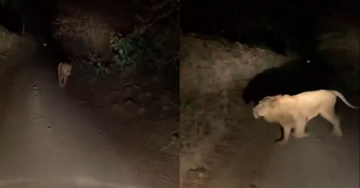 biker encounter with lion in gujarat