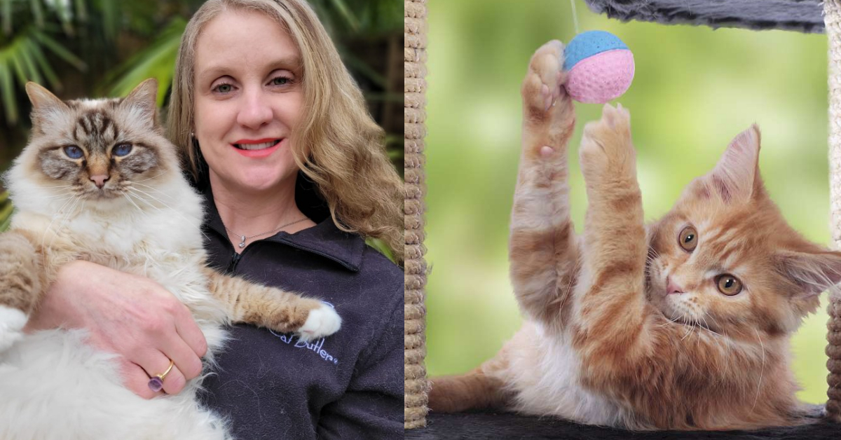 sandra james cat butler business