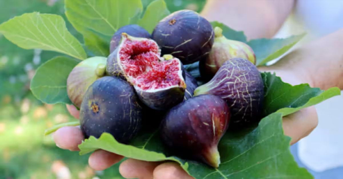Bedu Fruit