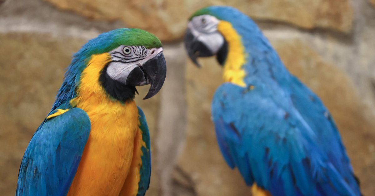 Parrot Fever