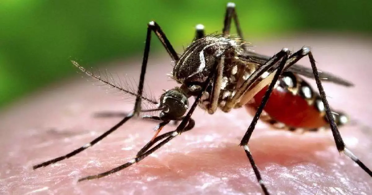 Home Remedies to get rid of mosquitoes
