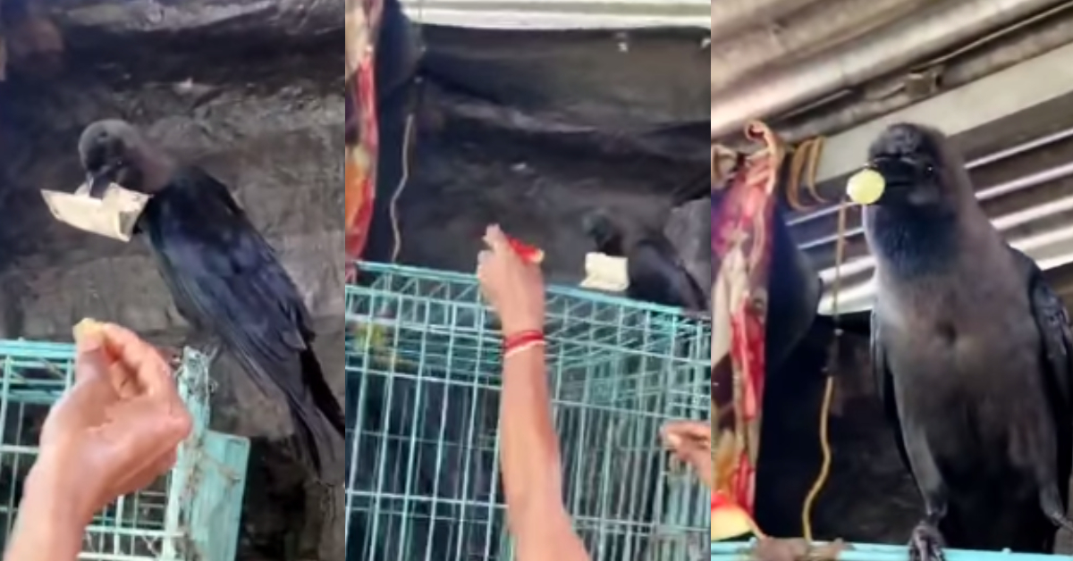 Chalak Kauwa Ki Viral Video