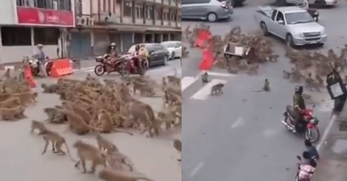 Thailand Monkey Fight Viral