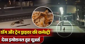 Internet melts over the bond between train driver and stray dog